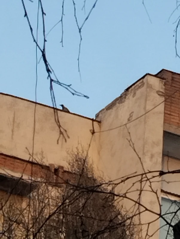 Птичка на крыше Птичка на крыше