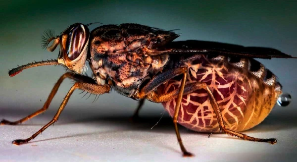 Есть много опасных насекомых может ты кто-то из них?