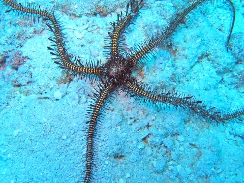 Офиуры - одни из самых необычных морских существ. Они очень разнообразны по своим цветовым вариантам. В этом тесте я предлагаю вам выбрать самую красивую фотографию с офиурами.