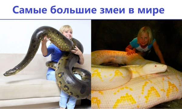В этой части опасные, но неядовитые змеи, чьё содержание незаконно в квартирах. Каждая из них может задушить взрослого человека, а сетчатый питон съесть. Тут вариантов мало: всего 4 шт. Длина до 8 м!