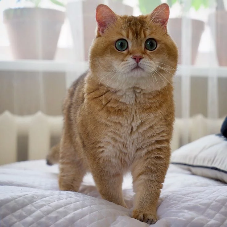 Британский короткошерстный рыжий Британский короткошерстный рыжий