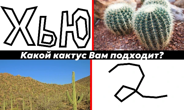 Зелёный цвет, простая форма без листьев, иголки — вот что мы представляем, когда думаем о кактусах. Но на самом деле, они намного разнообразней. Проверь, какой из них подходит тебе в этом тесте!