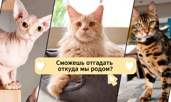 Сможешь ли ты по породе определить, откуда она родом: из туманной Британии, жаркого Востока или сурового Севера?