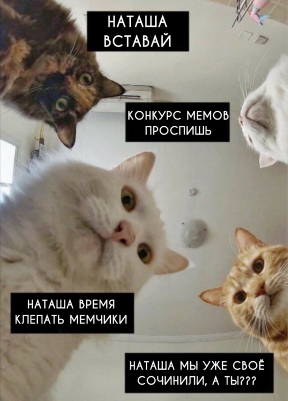 Конкурс мемов Pikuco: открыт 3 сезон! Конкурс мемов Pikuco: открыт 3 сезон!