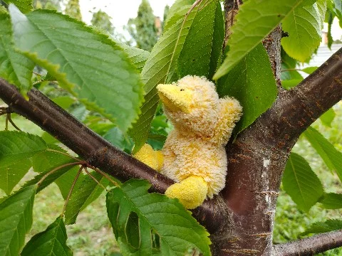 Гусики