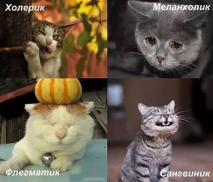 Всего существуют 4 типа темперамента.
Холерик, Сангвиник, Меланхолик, Флегматик.
У котов они тоже есть, как ни странно😸
Может проверим?)
И да, если у вас нет кошки, то все равно проходите этот тест))