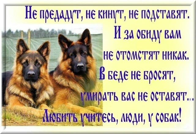 История о том почему животных я люблю больше, чем людей История о том почему животных я люблю больше, чем людей