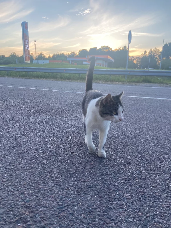 #кот #кот
