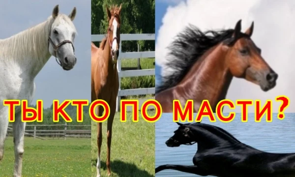 Вы когда-нибудь задумывались о том, кем же вы являетесь по масти? Нет, не тюремной, а лошадиной. Вы можете пройти данный тест и узнать, кто же вы по масти! Тест шуточный, не бейте за результат. 