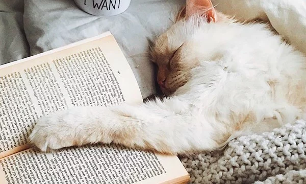 Всем любителям книг посвящается