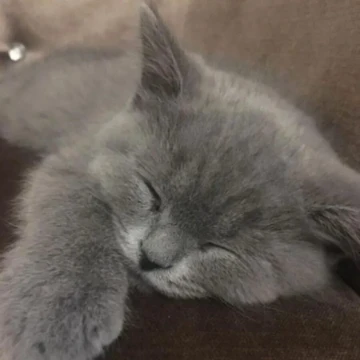 выбери самого лучшего и милого котика
