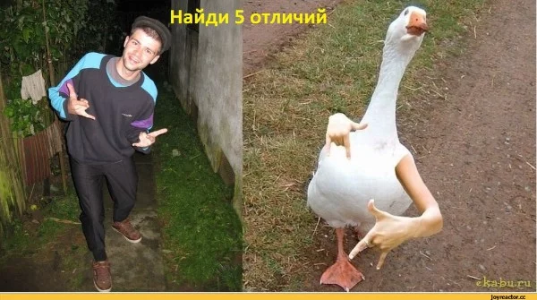 Ты окунешся в мир шизи, и проживеш один гусий день!
Если нажмешь "Я ухожу из мира шизи", то ты закончишь тест!