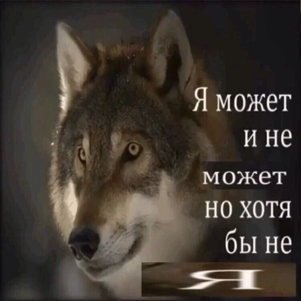 Волчьи цитаты - цитаты волка