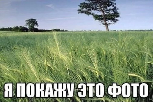 Вот и до меня дошла эта замечательная эстафета. Я взял 32 рандомные сохры и закинул сюда. Выбирайте сохру, что вам нравится больше всего. 