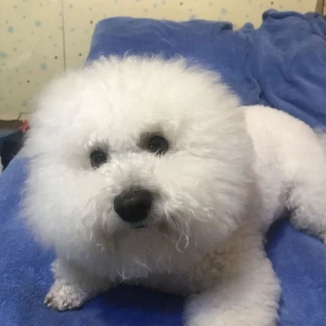 лол редми