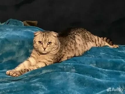 Выбирай животное, которое хотелось бы завести 