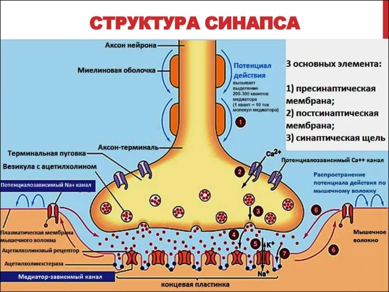 Строение синапса, половина из написанного в данный момент не принципиально, просто чтобы было визуальное подкрепление текста Строение синапса, половина из написанного в данный момент не принципиально, просто чтобы было визуальное подкрепление текста