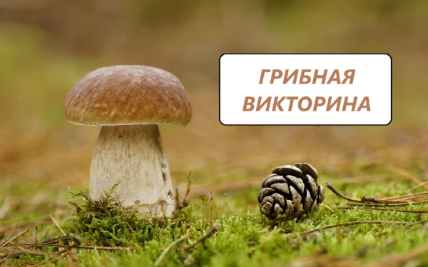 В данном тесте будут различные вопросы про грибы из жизни, из аниме и мультфильмов, а вам нужно правильно все угадать, удачи!