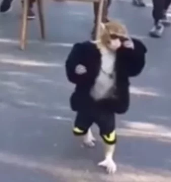мемы это хорошо. обезьяны тоже. а вместе это лучшее что может быть! предлагаю выбрать самый лучший видео-мем с обезьяной. пусть победит сильнейший