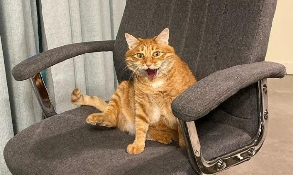 .«Выбери лучшего питомца стримера или блогера»! Ответь на вопросы — и узнай, кто украсит твой стрим!