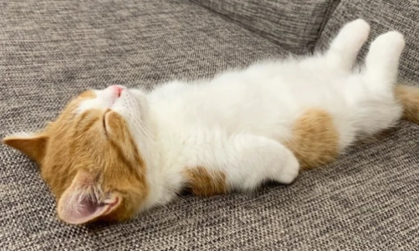 Все коты СЮДААА ! =)Кстати , это первый такой тест в pikuco !!Я буду очень рада если вам понравится этот тест !Я вложила в этот тест всю свою кошачью душу^^