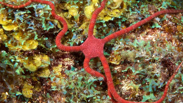 Офиуры - одни из самых необычных морских существ. Они очень разнообразны по своим цветовым вариантам. В этом тесте я предлагаю вам выбрать самую красивую фотографию с офиурами.