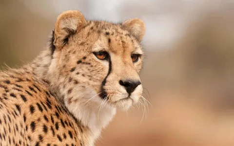 🐆❤️ 🐆❤️