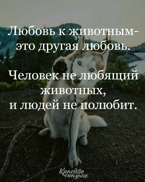 История о том почему животных я люблю больше, чем людей История о том почему животных я люблю больше, чем людей