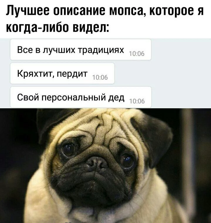 Собачье сердце остановилось или новички отравили собаку Собачье сердце остановилось или новички отравили собаку