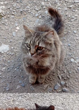 В этом тесте я собрал животных, которых успел сфоткать. Тест будет дополняться по мере появления новых фото. Увидеть все можете в моём вк канале. Планирую сделать такой же тесс, но с видео.