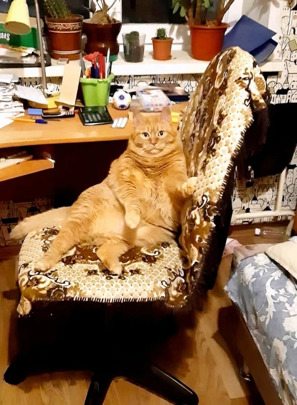 Привет, это я Привет, это я