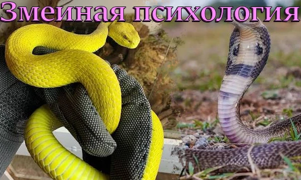 Собрал 11 самых популярных ЯДОВИТЫХ змей из нелегальных коллекций. Отправь той самой подруге или математичке. Как обещал, тут есть голубая куфия. И да, оно незаконное и опасное. Учитывается психология