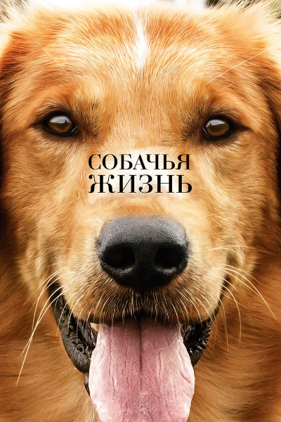В тесте находятся 64 драматических фильма. Хорошего прохождения!