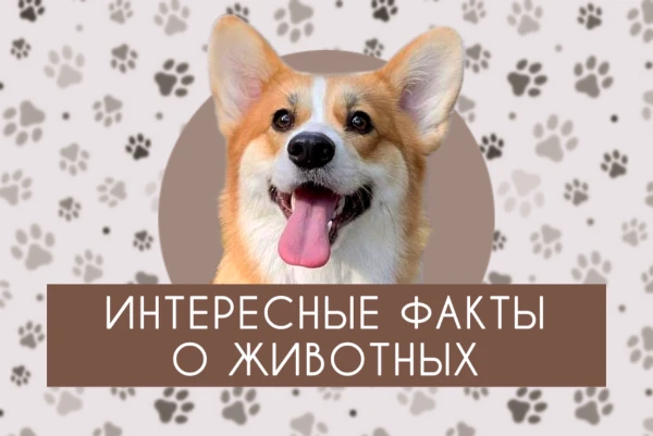 В этой викторине я предлагаю вспомнить несколько фактов и историй о братьях наших меньших либо же познакомиться с чем-то новым и интересным.