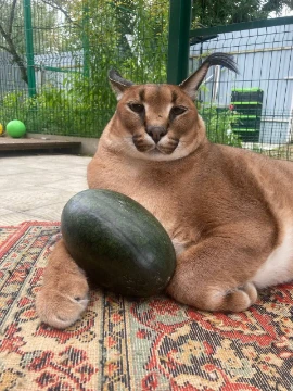 Самые известные коты там шлёпа максвел чмоня бингус и все другие