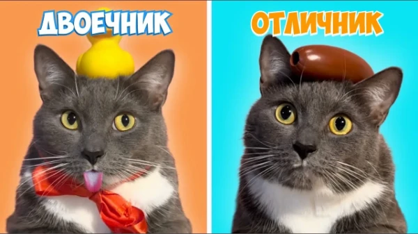 Кто же вы их сериала школы котиков от Kotiynet ? Тест небольшой.