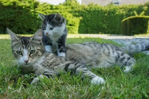 Здесь мы узнаем каким ты котиком станешь и узнаем твою любимую песню! Тест создан для веселья*