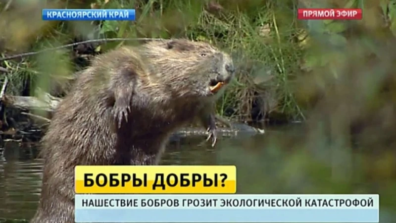 Непопулярное мнение про бобра Непопулярное мнение про бобра