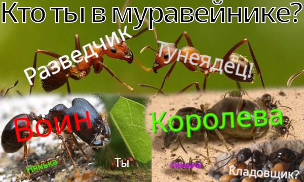 Муравьи в колонии имеют специализацию, связанную не только с их размерами, но и возрастом, даже характером. Если бы вы были муравьём, то на кого поступили и чем бы помогали семье при таком коммунизме?