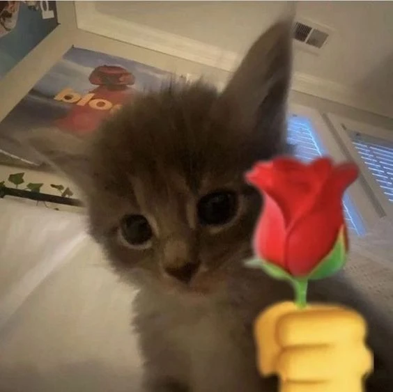 Тут будут котики! Выбери лучшего!!!