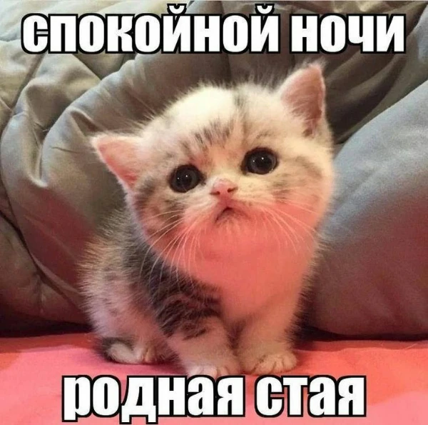 Выбираем самую лучшую гифку, которую можно послать любителям гифок на ночь, со смыслом "Спокойной ночи!". Хорошего прохождения теста!