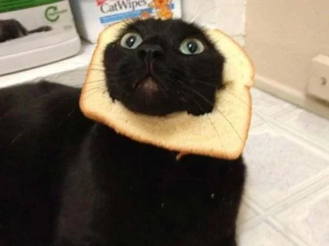 Вы думаете мы хлеб. Но мы не хлеб. Мы коты! Не ешьте нас!