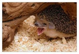 Тест на Пьяного Ёжика