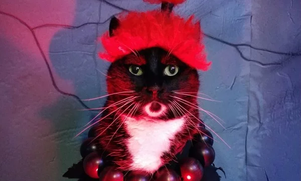 Косплейные кошки врываются на Пикуко!