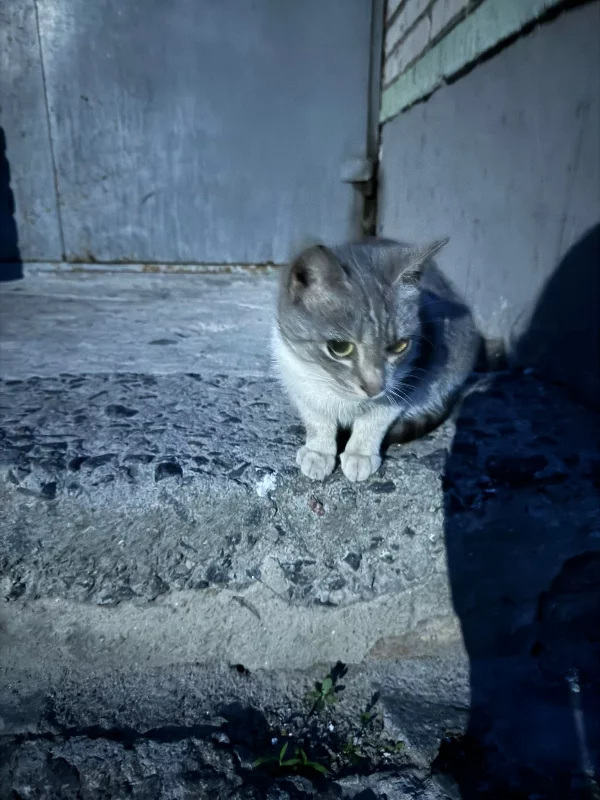 Котик в подъезде 💞 Котик в подъезде 💞