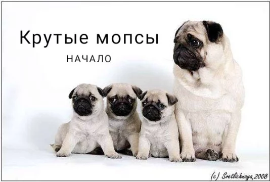 Узнай как образовалась команда крутых мопсов в параллельной вселенной. С командиром MOPSIK21.
