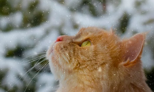 ✻ ✻ ✻ ✻ ✻ ✻ ✻ ✻ ✻ ✻ ✻ ✻ ✻ ✻ ✻ ✻ ✻ ✻ ✻ ✻ ✻✻ ✻ ✻ ✻ ✻ ✻ ✻✻ ✻ ✻ КОТЫ ✻ ✻✻ ✻ ✻ ✻ ✻ ✻ ✻✻ ✻ ✻ ✻ ✻ ✻ ✻ ✻ ✻ ✻ ✻ ✻ ✻ ✻✻ ✻ ✻ ✻ ✻ ✻ ✻ ✻ ✻ ✻ 