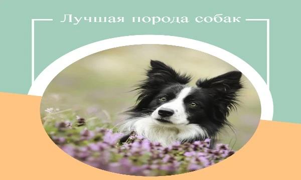 Брала 32 самые популярные породы собак и предлагаю выбрать лучшую, по вашему мнению. Приятного прохождения теста!