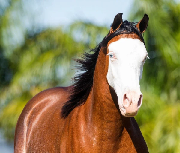 Чалый конь: описание и фото чалых лошадей