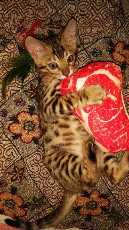 Мега малой Мега малой